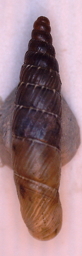 Gliki. Clausiliidae da identificare